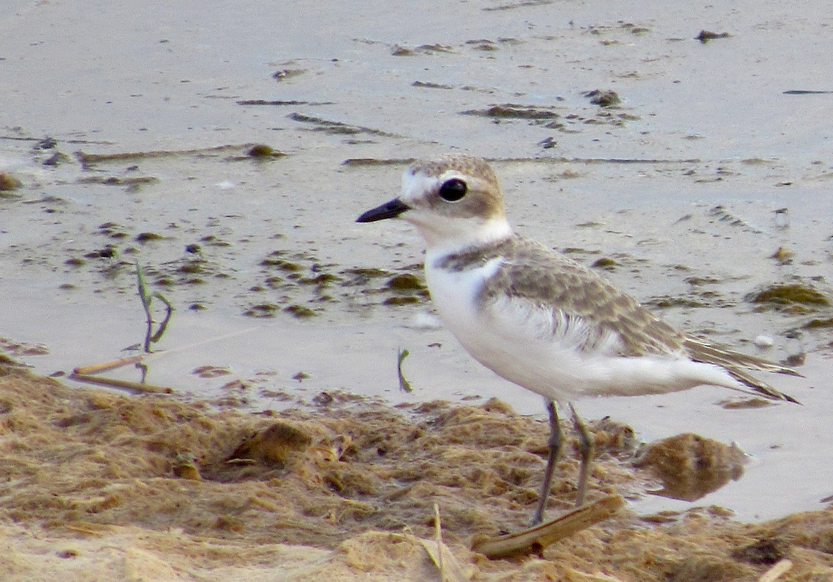 Snowy Plover - ML380491841