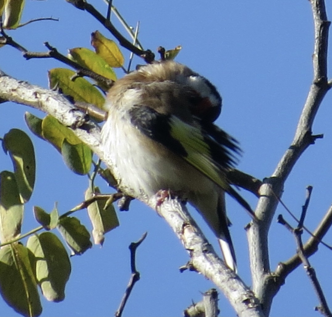 European Goldfinch - Thomas Wurster