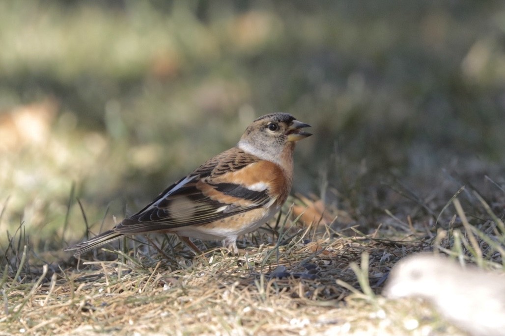 Brambling - ML380493601