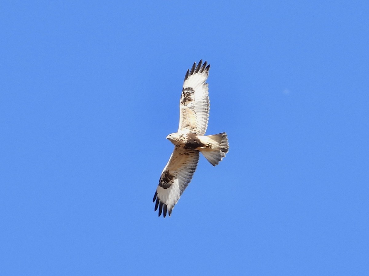 Rough-legged Hawk - ML380493901