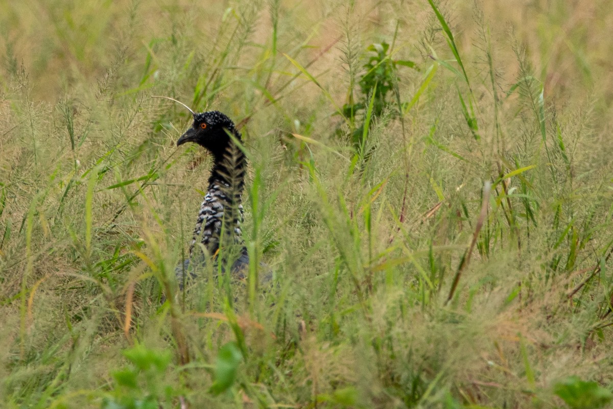 Horned Screamer - ML380495151