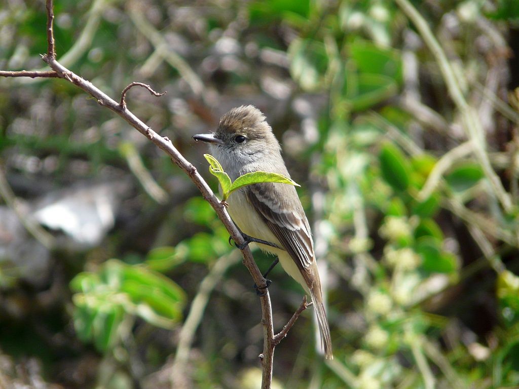 Galapagos Flycatcher - ML380495201