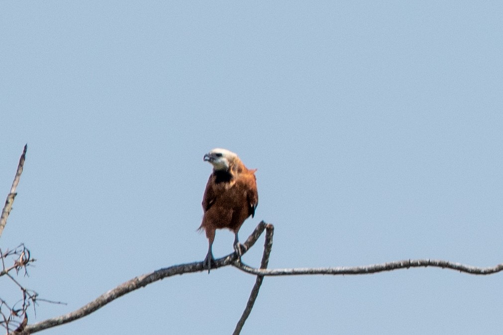 Black-collared Hawk - Mery Haro