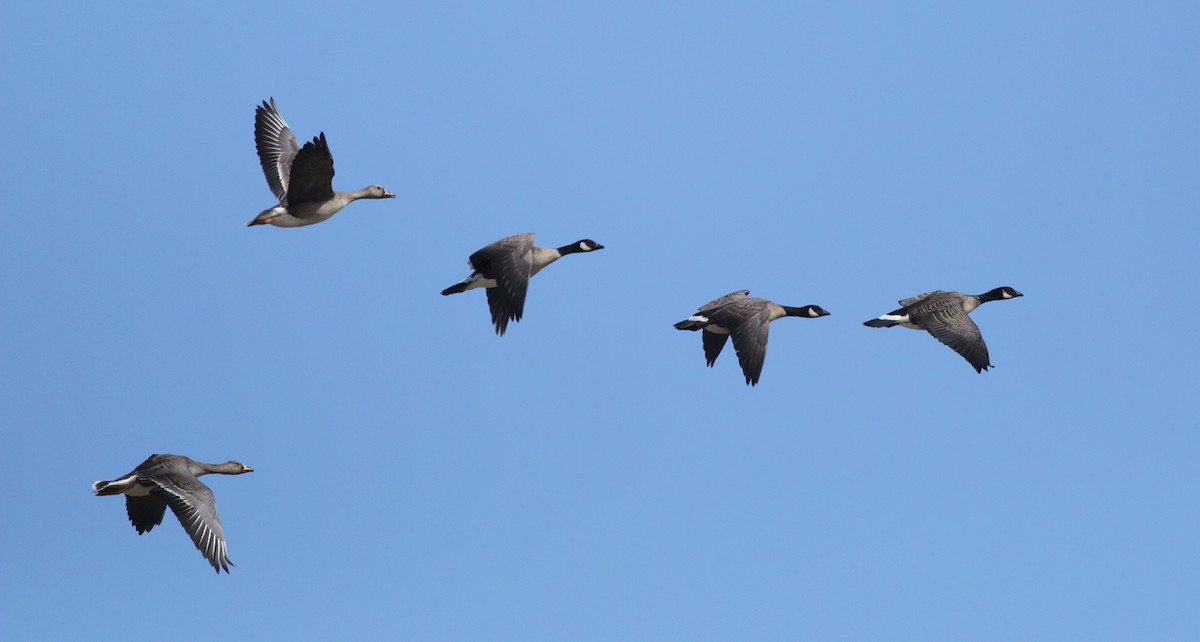 Greater White-fronted Goose (Western) - ML380495371