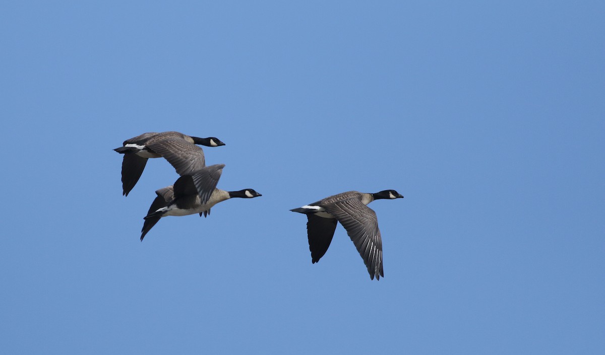 Cackling Goose - Bill Hubick