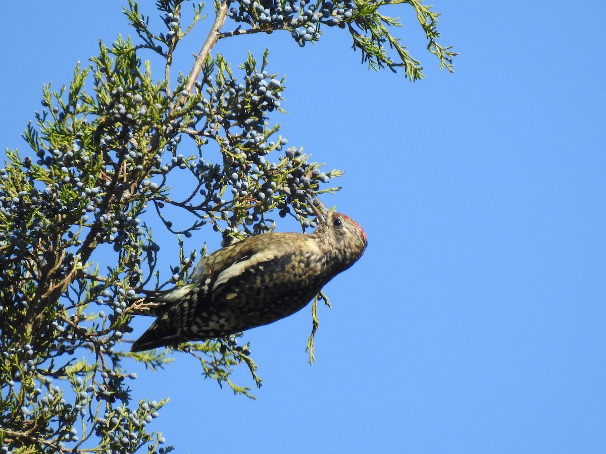 Yellow-bellied Sapsucker - ML380496061