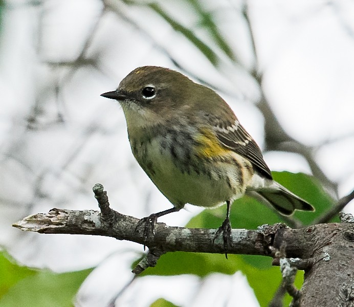 Yellow-rumped Warbler (Myrtle) - ML380496501