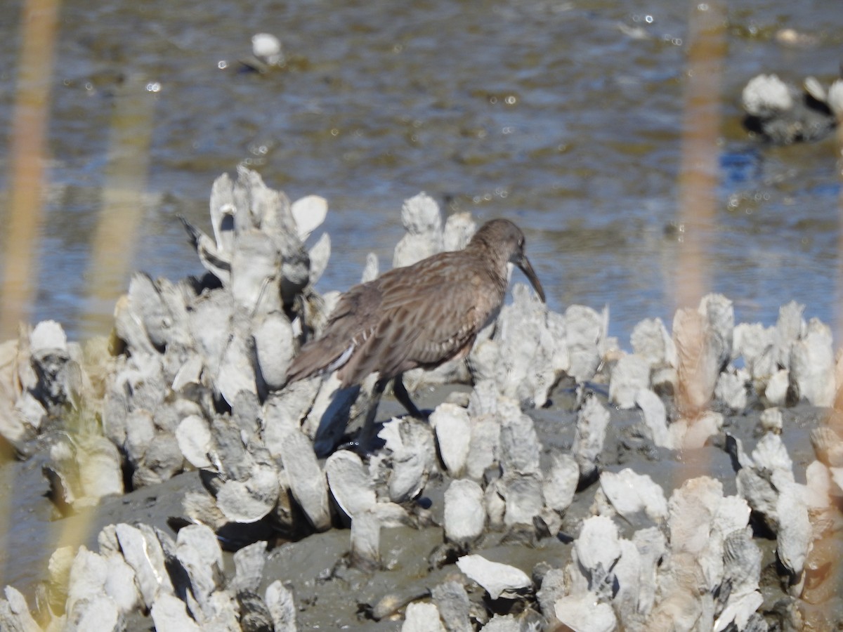 Clapper Rail - ML380497011