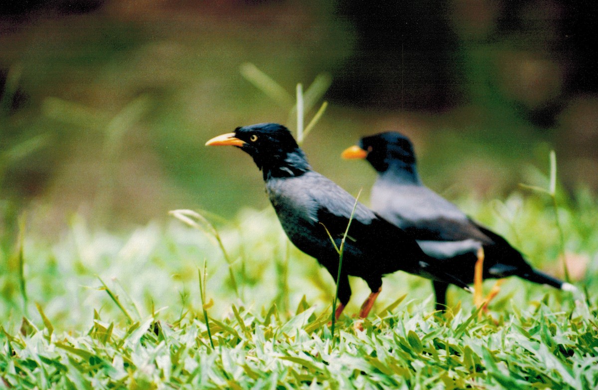 Javan Myna - ML38049721