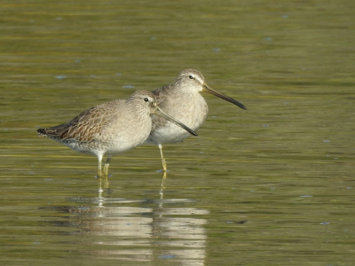 Short-billed/Long-billed Dowitcher - ML380497791