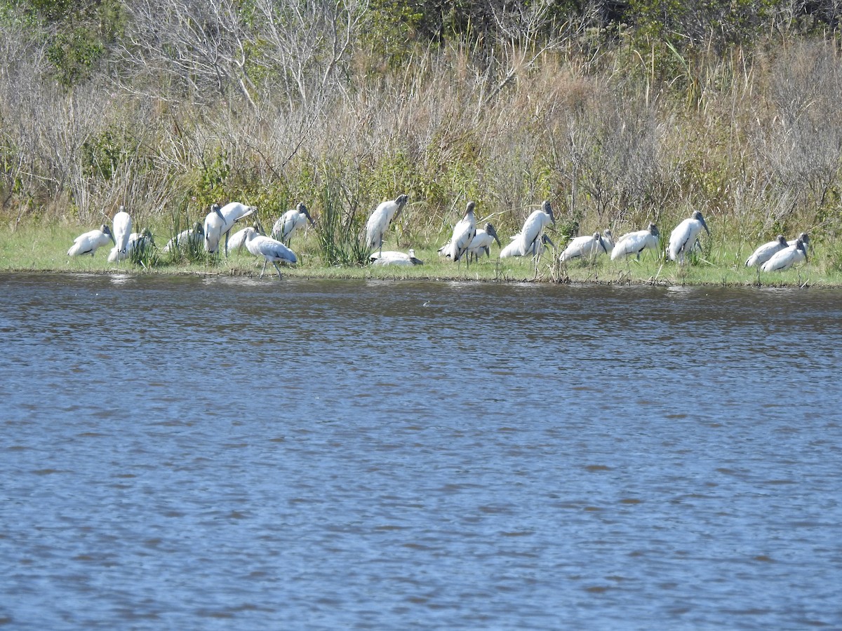 Wood Stork - ML380498001