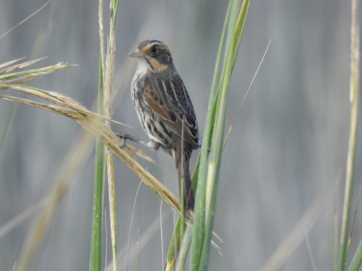 Saltmarsh Sparrow - ML380498741