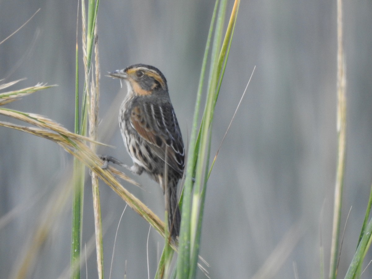 Saltmarsh Sparrow - ML380498981