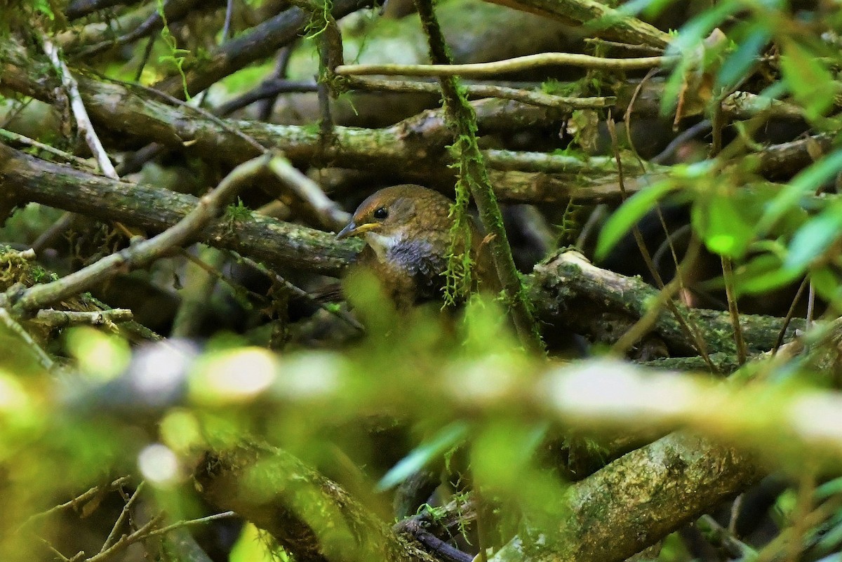 Rostdickichtvogel - ML380499061