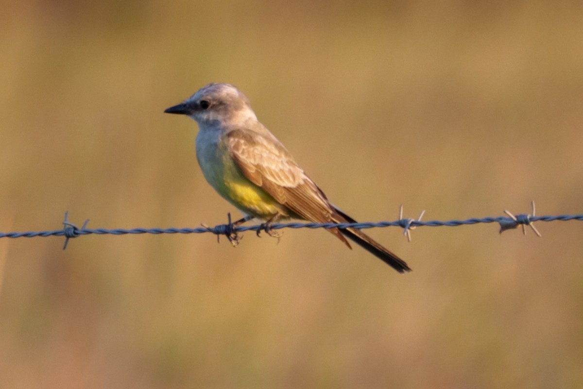 Western Kingbird - ML380499071