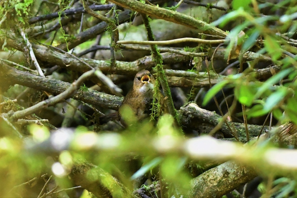 Rufous Scrub-bird - ML380499081