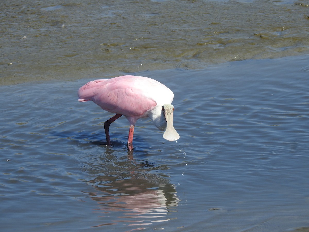 Roseate Spoonbill - ML380499291