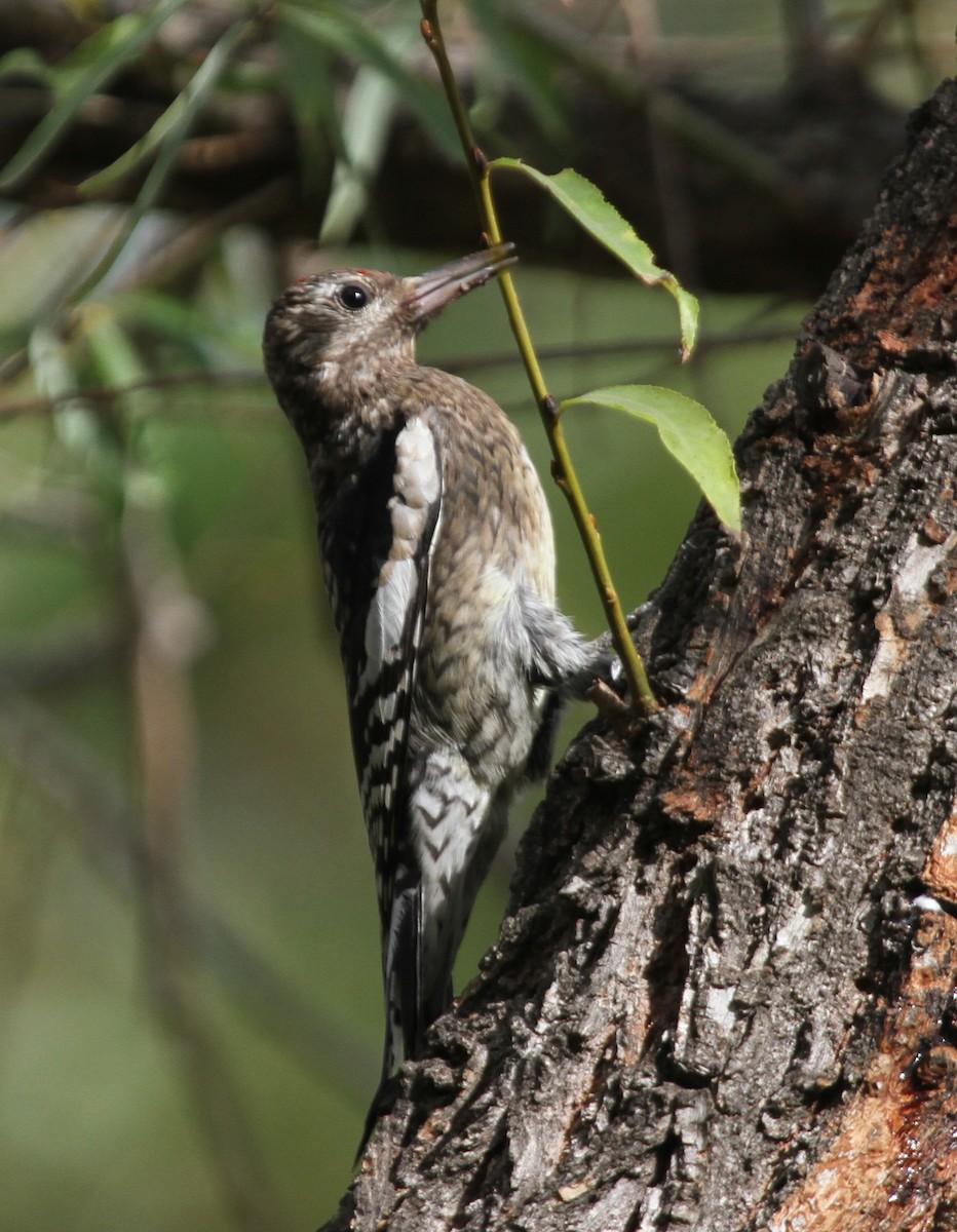 Yellow-bellied Sapsucker - ML38050111