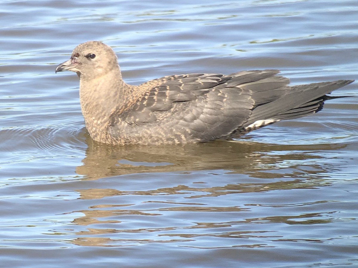 Pomarine Jaeger - ML380501481