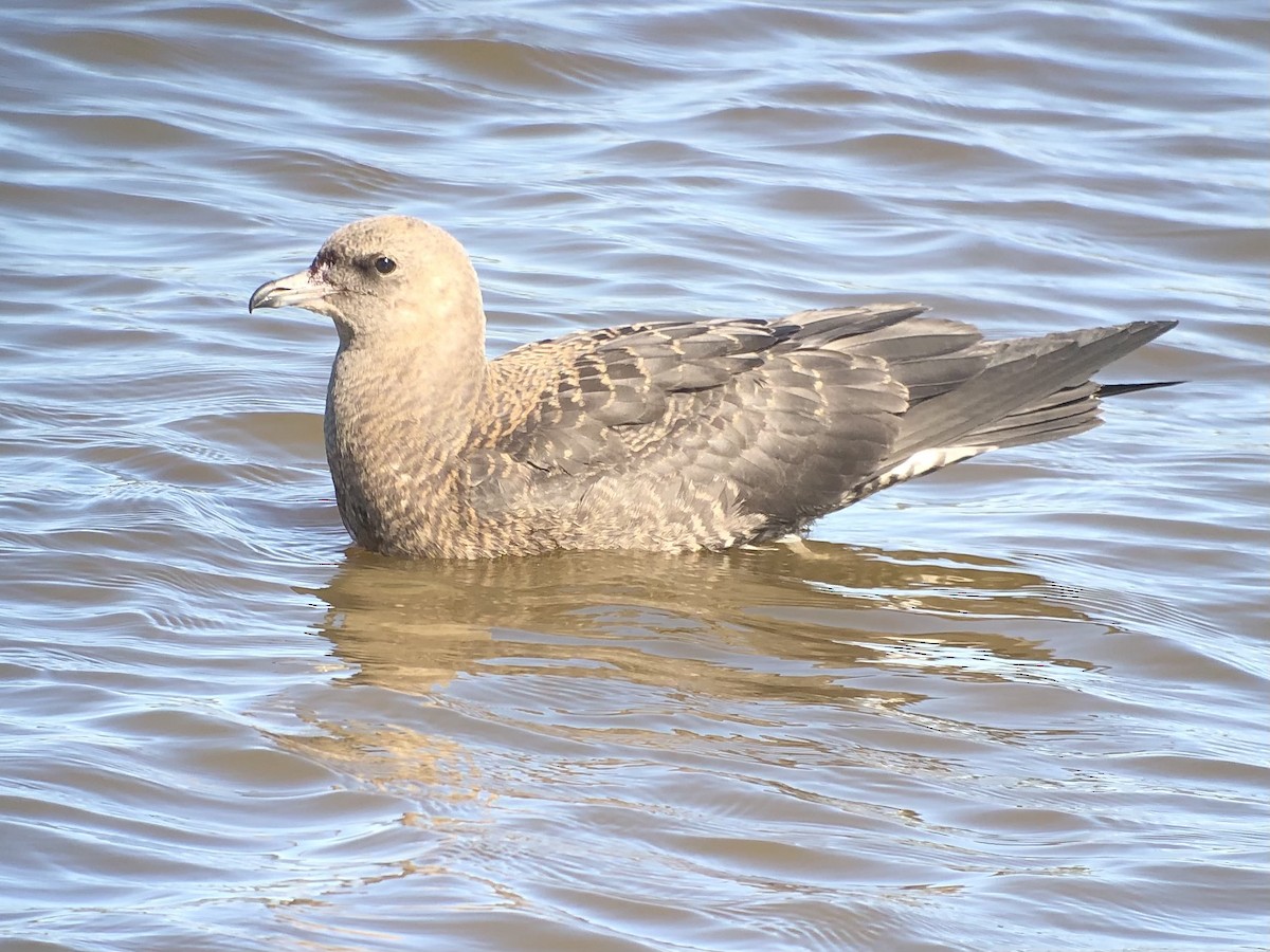 Pomarine Jaeger - ML380501521