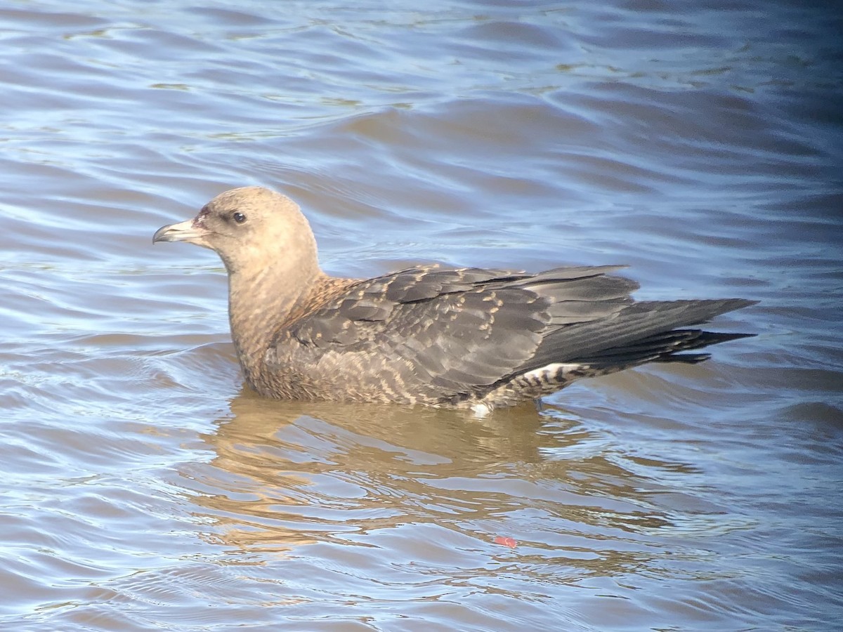 Pomarine Jaeger - ML380501531