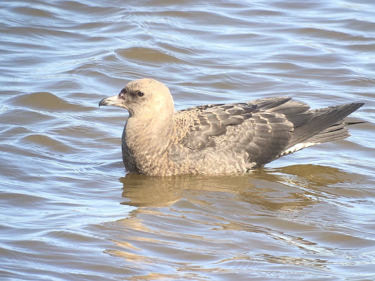 Pomarine Jaeger - Zach Poland