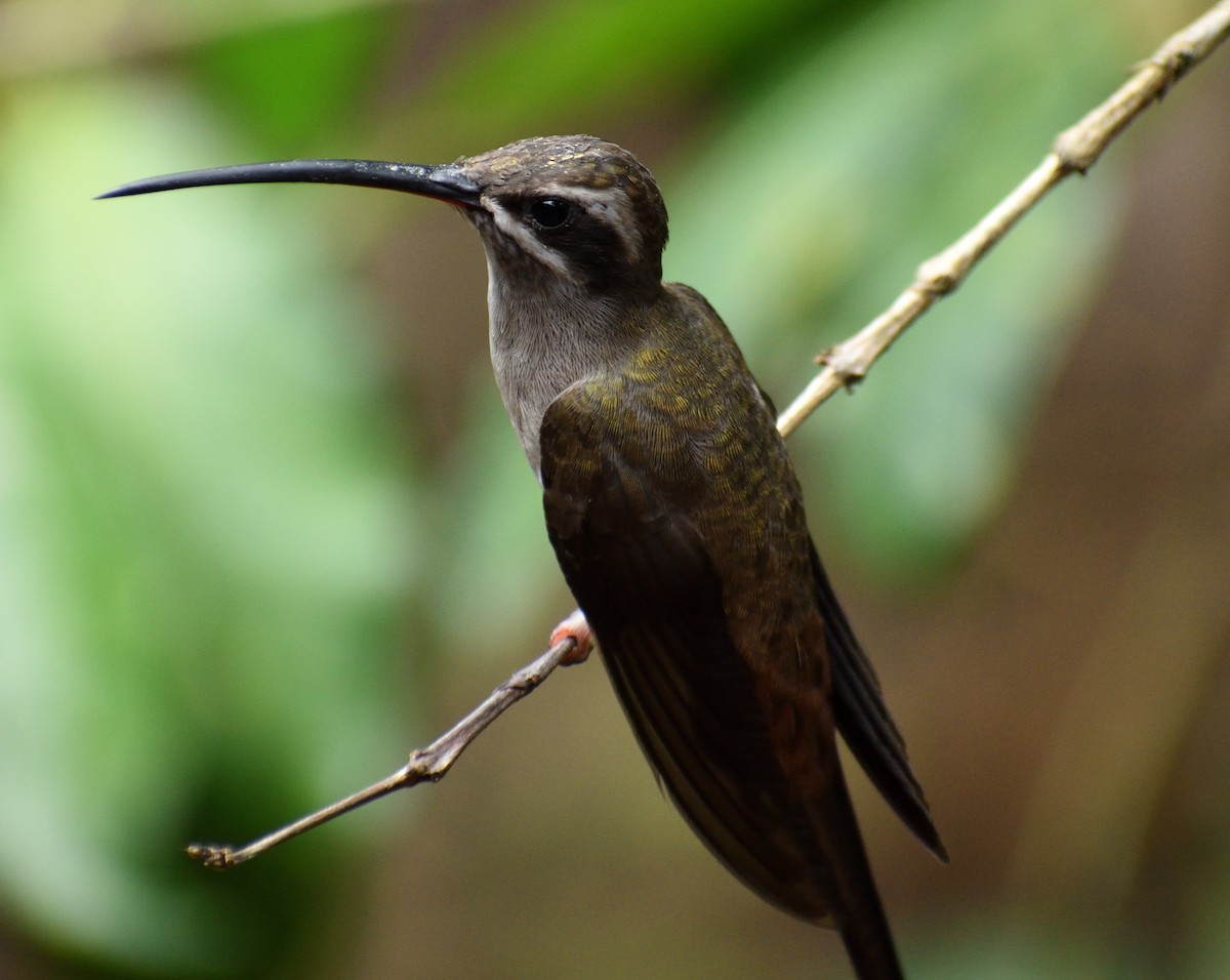 Sooty-capped Hermit - Daniel Flores