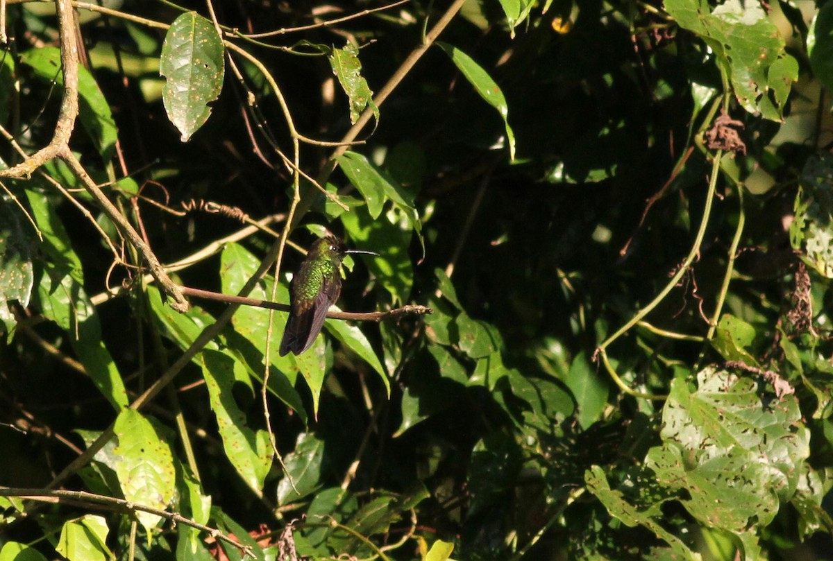 Violet-chested Hummingbird - ML38050361