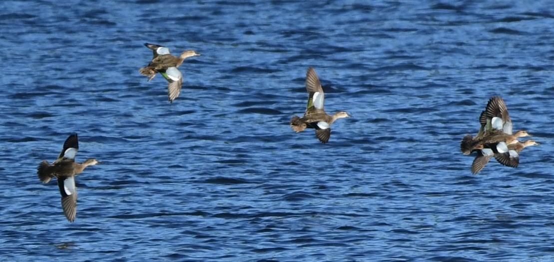 Blue-winged Teal - Claudia Nielson