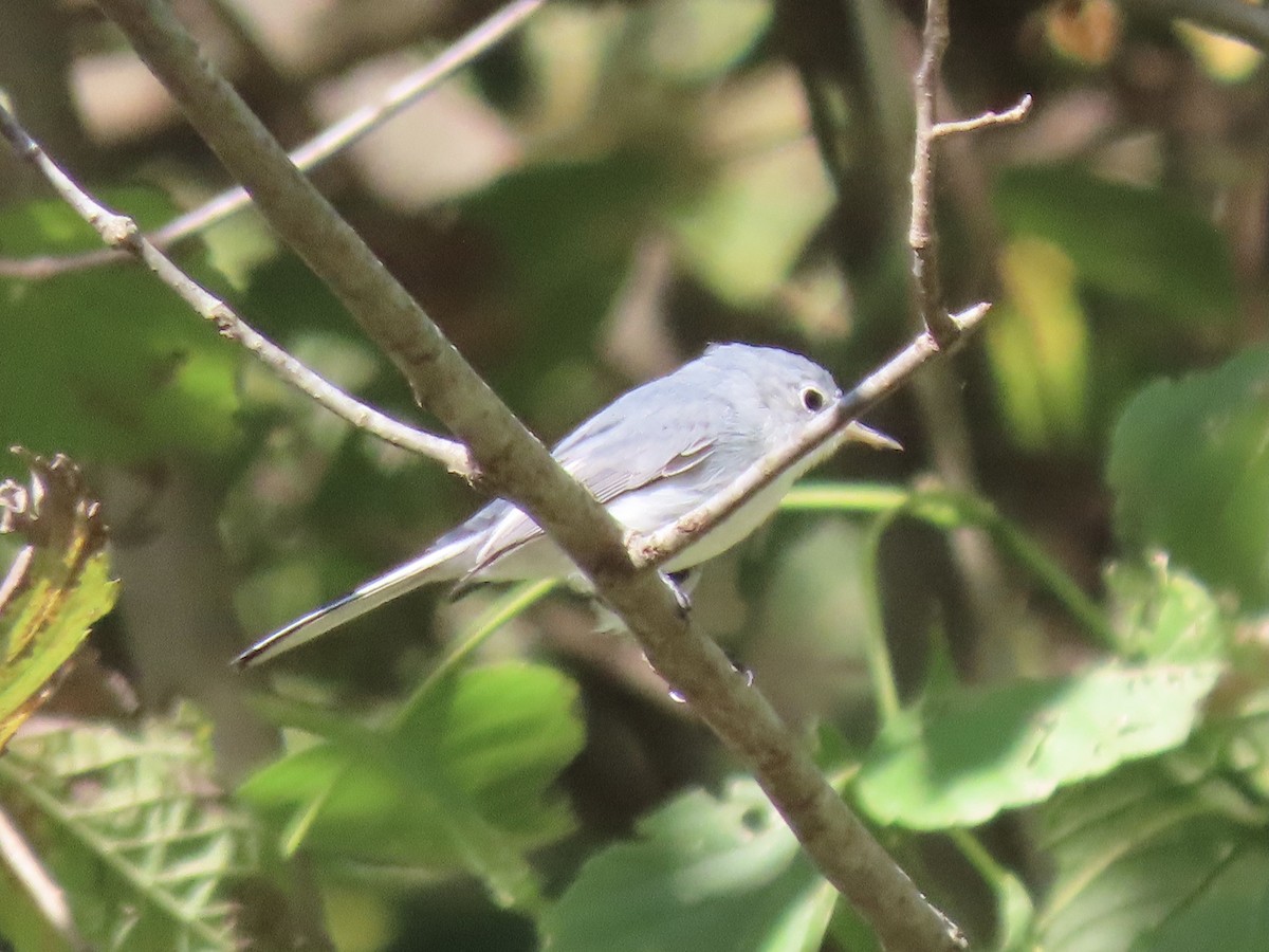 Blue-gray Gnatcatcher - ML380506161