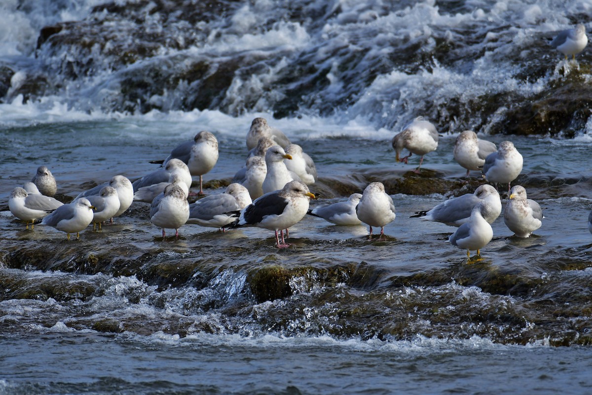 Slaty-backed Gull - ML380506321