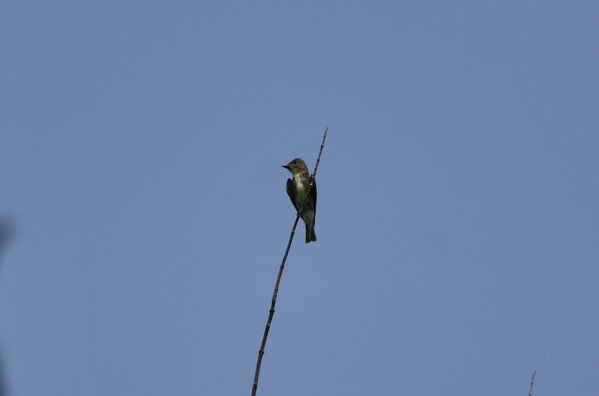 Olive-sided Flycatcher - ML380508241