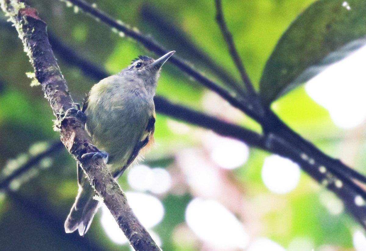 Rufous-rumped Antwren - ML38050981