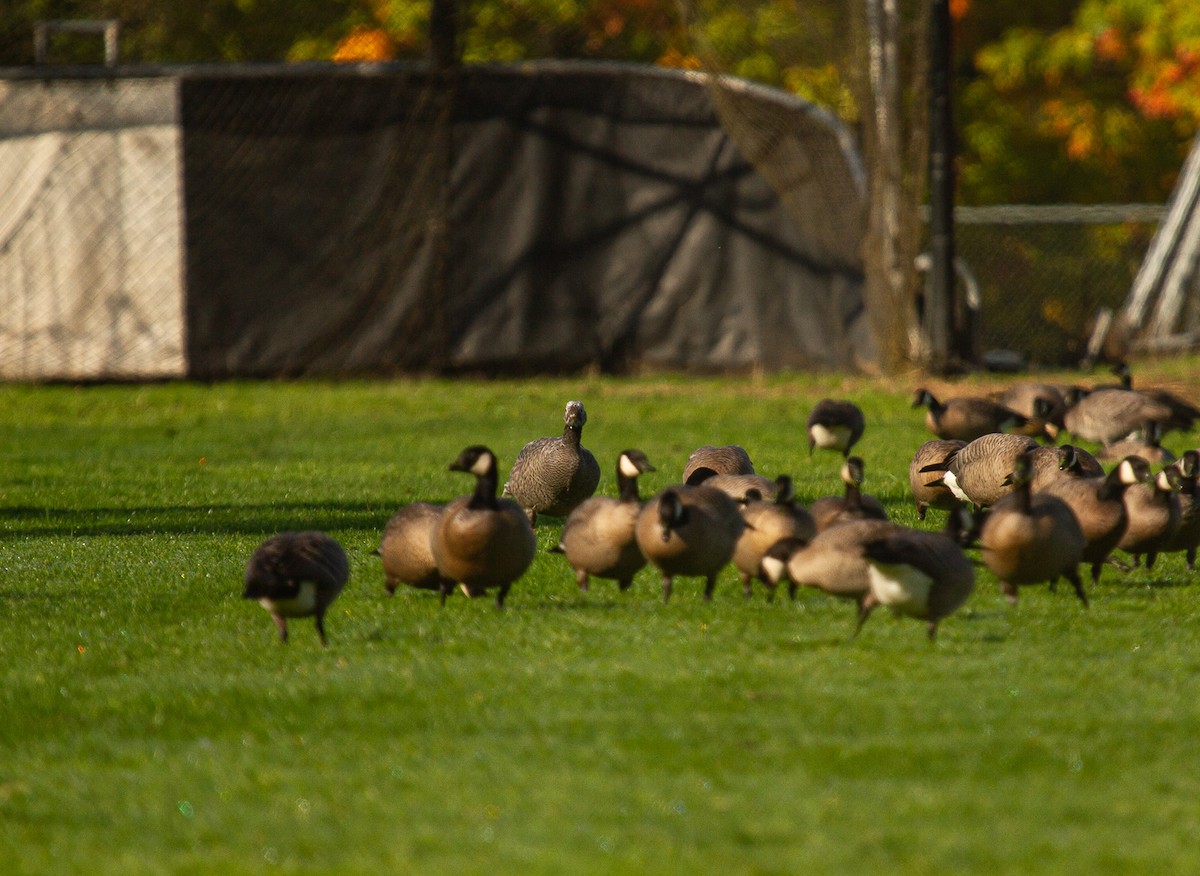 Emperor Goose - ML380510291