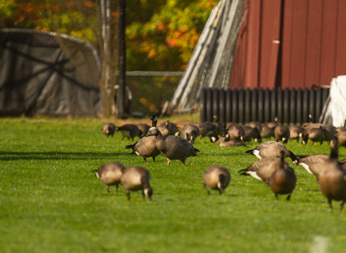 Emperor Goose - ML380510331