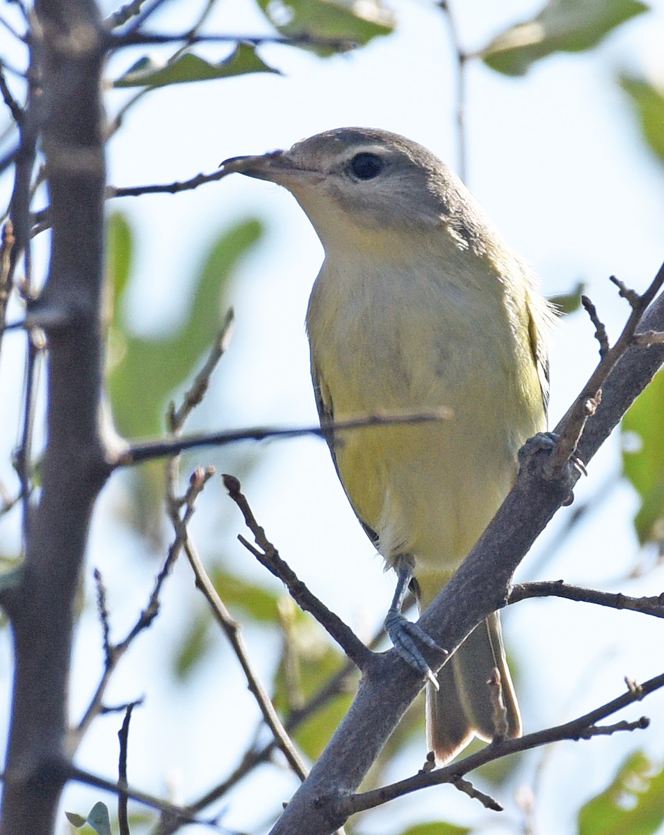 Ötücü Vireo (gilvus) - ML380510921