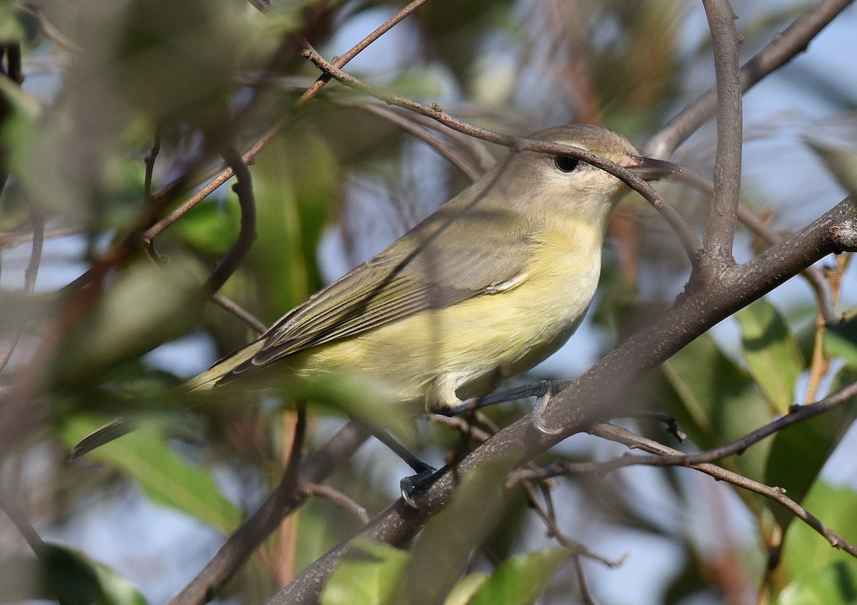 Warbling Vireo (Eastern) - Steven Mlodinow