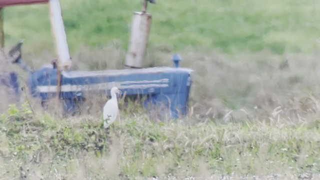 Western Cattle-Egret - ML380511401