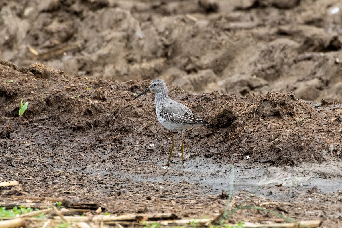 Stilt Sandpiper - ML380511491