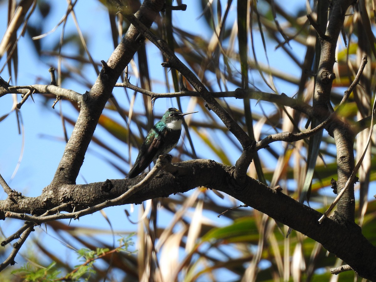 White-throated Hummingbird - ML380512621