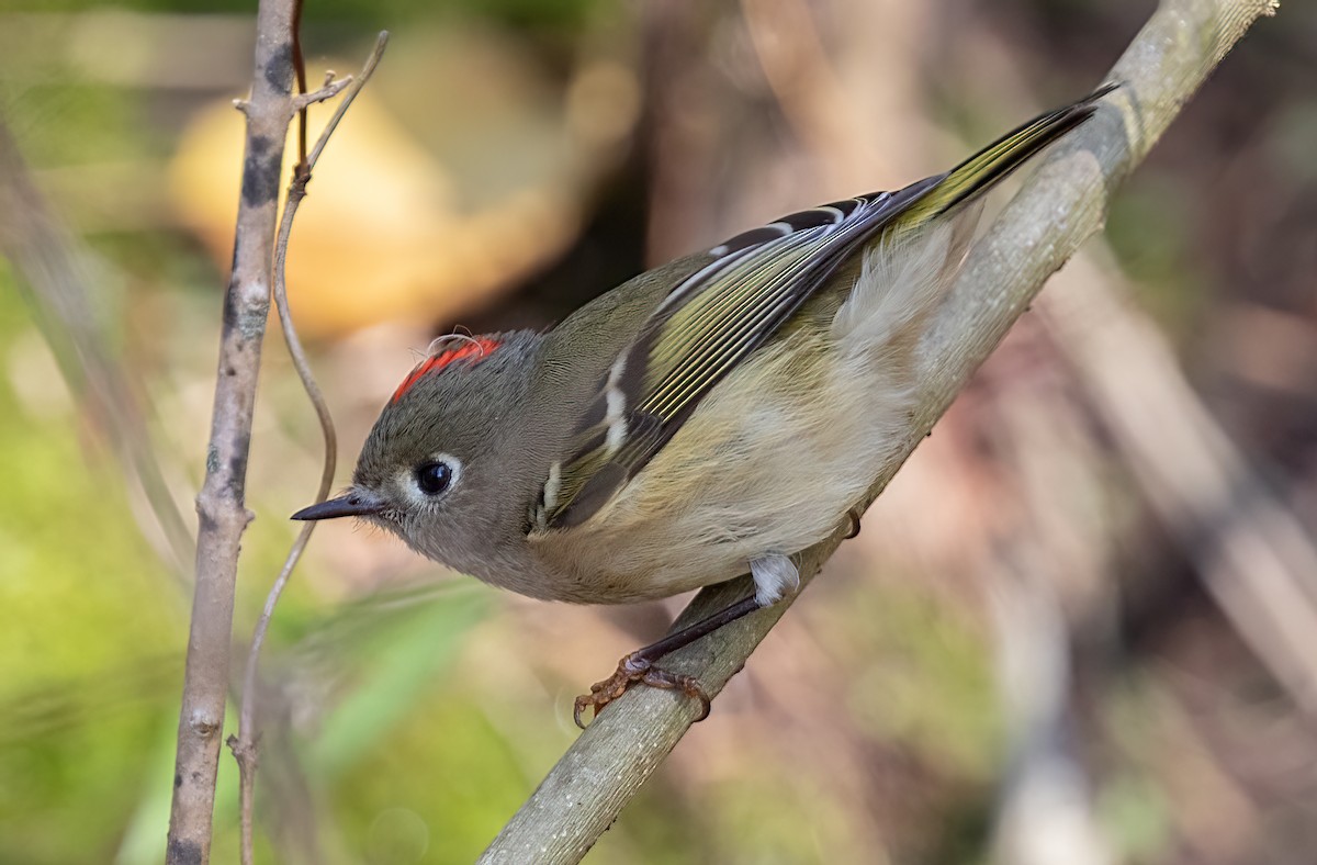 Ruby-crowned Kinglet - Iris Kilpatrick