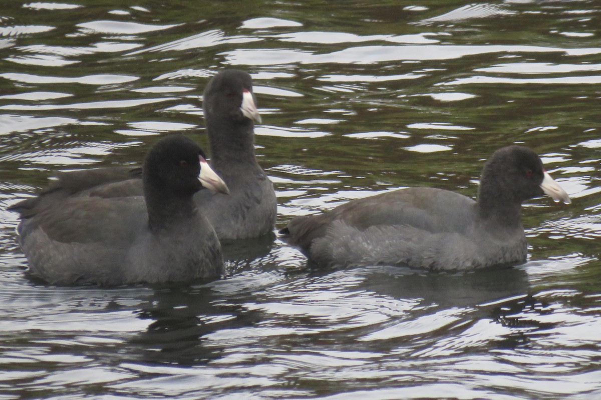 American Coot - Kathryn Clouston