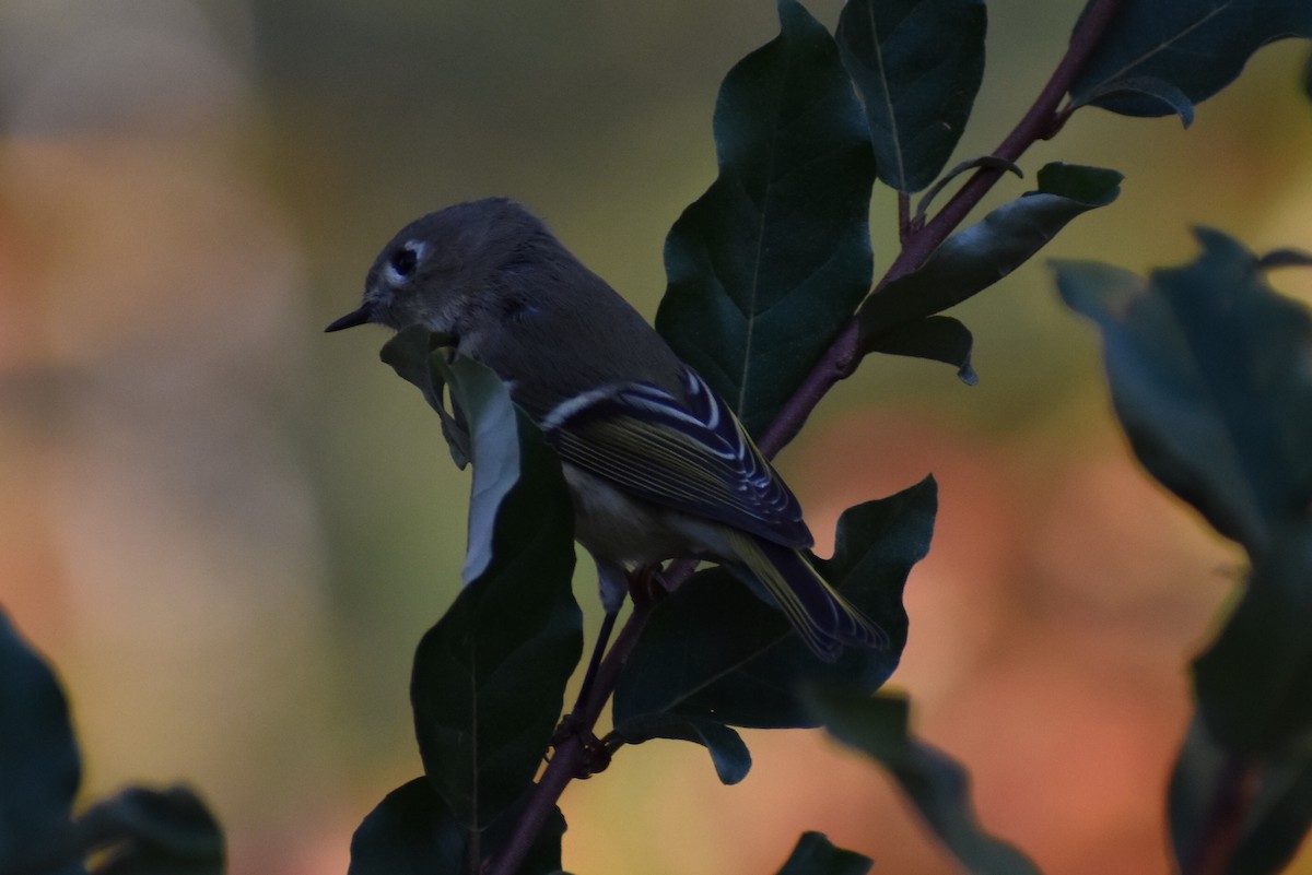 Ruby-crowned Kinglet - ML380517551