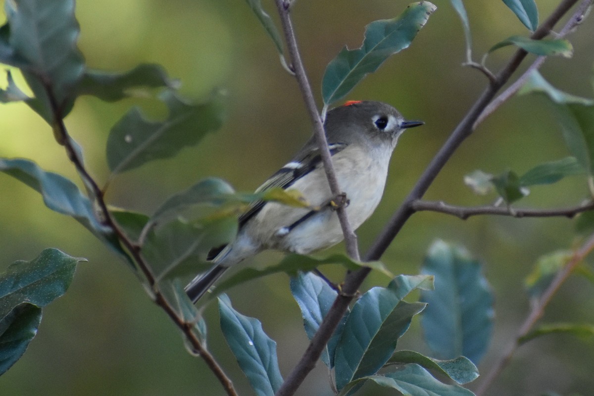 Ruby-crowned Kinglet - ML380517591