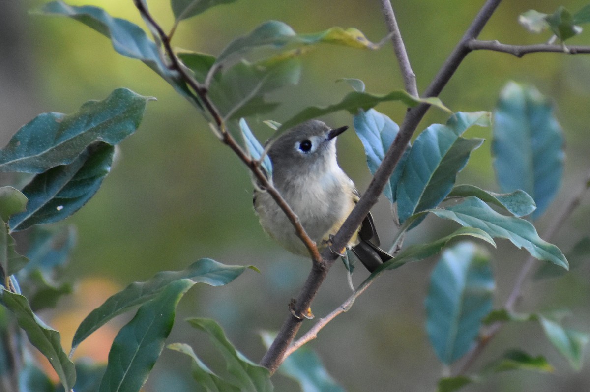 Ruby-crowned Kinglet - ML380517631