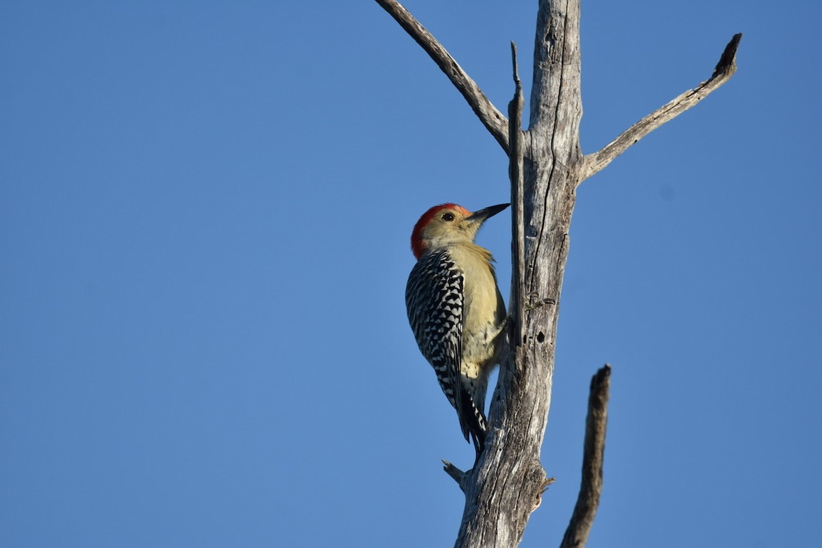 Red-bellied Woodpecker - ML380517781