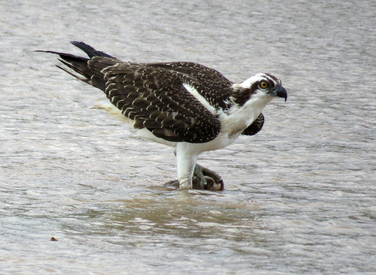 Osprey - Deanna Nichols