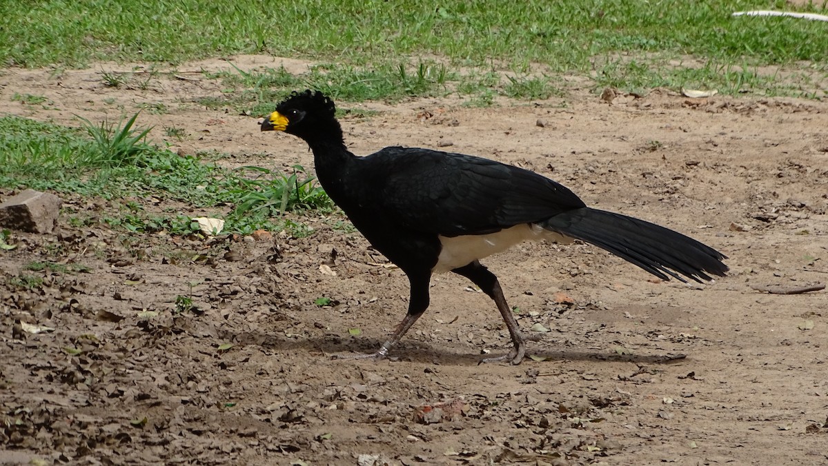 Bare-faced Curassow - Javier Ubiría