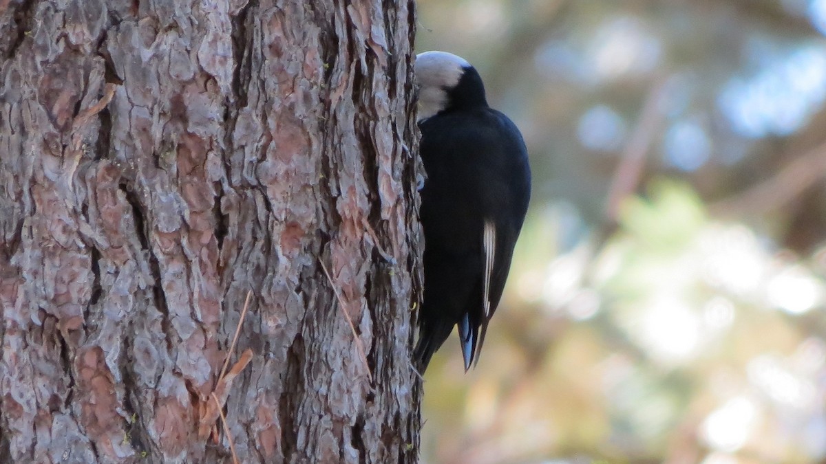 White-headed Woodpecker - ML380518741