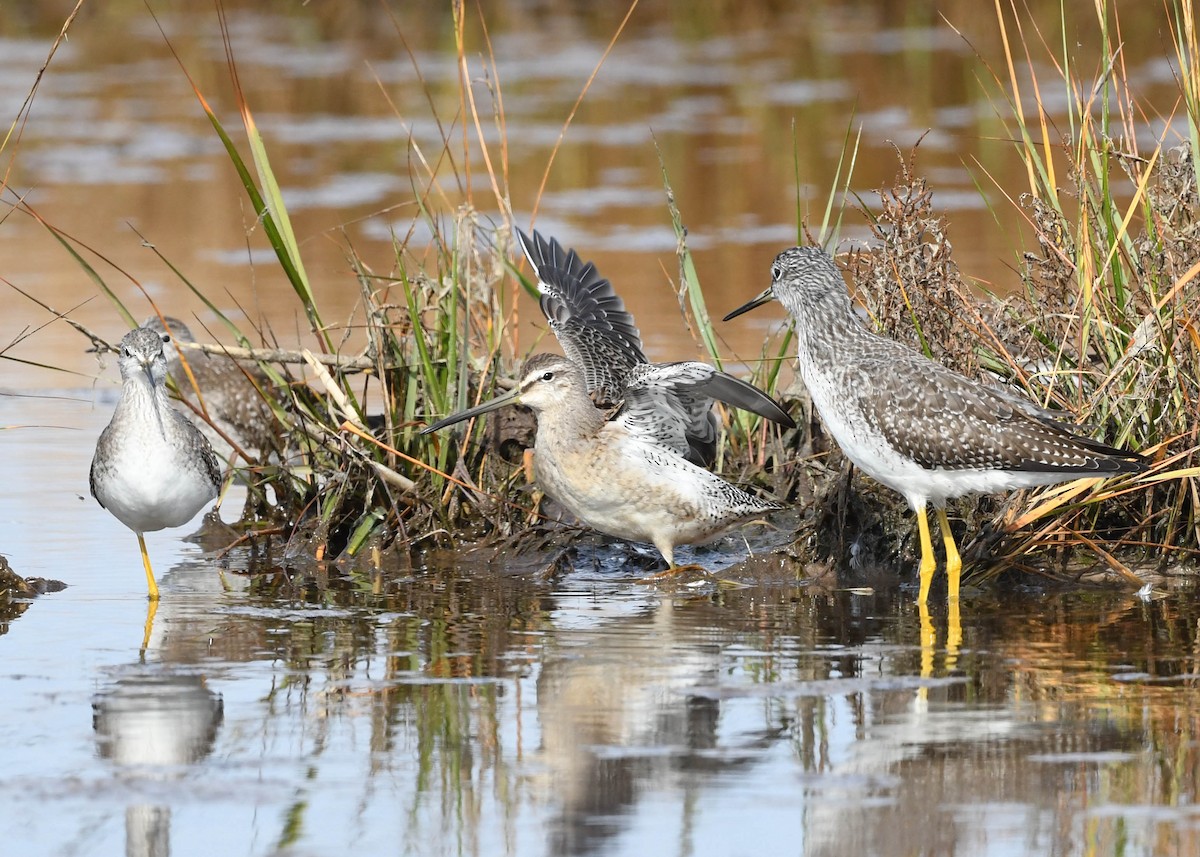 Long-billed Dowitcher - ML380520971